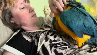 Parent Preens Peaceful Parrot [upl. by Amles]