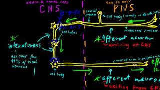 Part 2  Classes of Neurons [upl. by Hiltan]