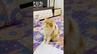 Bilu G aur😳😳😳cat catcomedy billicomedy viralcat catcomedy catvideo sajidcat billug [upl. by Etezzil926]