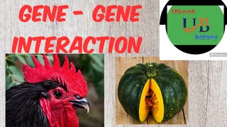 gene genetics interaction [upl. by Athiste]