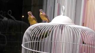 my green finches they are holding a meeting [upl. by Nylinnej]