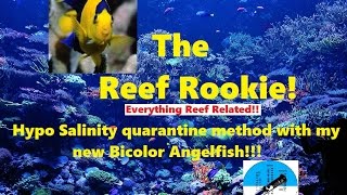 Hypo salinity quarantine method with bicolor angelfish [upl. by Ardnekan]