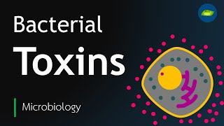 Bacterial Toxin  Exotoxin  Endotoxin  Microbiology  Basic Science Series [upl. by Damahom]