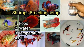 Shrimps Breeding Tank Setup Full Details [upl. by Acinhoj]