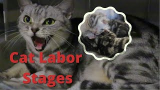 Amazing first time Cat giving birth Cat Labor stages [upl. by Lener]