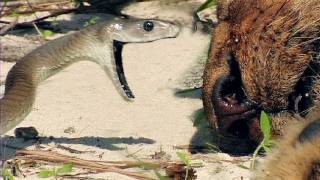 Black Mambas 07 Mamba vs Lion [upl. by Aselehc490]