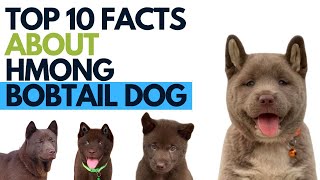 Top 10 Facts about Hmong Bobtail Dog  Vietnamese Hmong Bobtail Dog [upl. by Arytahs597]