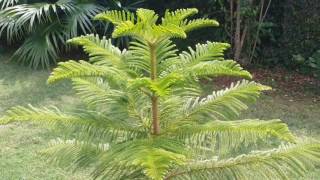 Araucaria PlantGrowing [upl. by Yotal]