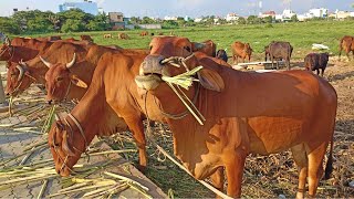 Cows Cute Video Cows Eating Grass In The Farm [upl. by Lig]