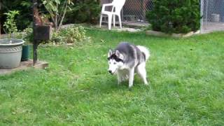 Siberian Husky with hip dysplasia diagnosis 2 years old [upl. by Sax820]