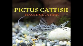 Pictus CatFish  A Non Aggressive CatFish [upl. by Nylecoj]