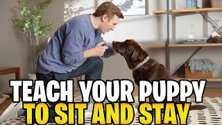 How To Teach Your Puppy To Sit And Stay [upl. by Aitsirhc]