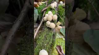 Lycoperdon pyriforme Stump puffball Rain mushroom [upl. by Israeli157]