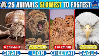 The Speed Spectrum Animals Ranked by Fastest to Slowest🔥 animalspeed [upl. by Methuselah]