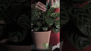 Boosting Growth with Fertilizer 🌱  Essential Plant Care for Ctenanthe BurleMarxii plants asmr [upl. by Kopp900]