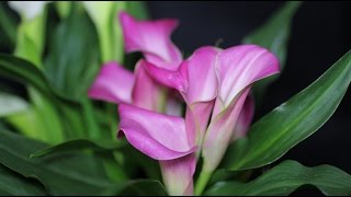 Zantedeschia cultivars  Calla Kalla Calla Lily [upl. by Ibmat]