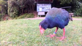 The rare Takahe bird in Zealandia Wellington  NZ [upl. by Aneehta]