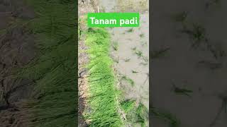 Tanam padi di sawah [upl. by Pate936]