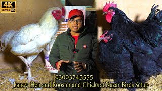 Lohmann Brown Hen and Fancy Hen and Rooster and Chicks at Nazar Birds Setup Feb 2024 Karachi [upl. by Elazaro]