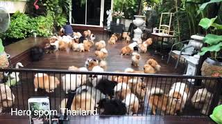 Pomeranian from Thailand by Hero’spom Thailand [upl. by Devi]