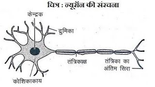 तंत्रिका कोशिका न्यूरॉन [upl. by Yenal]