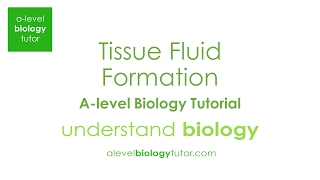 Tissue fluid formation Alevel Biology OCR A Edexcel AQA [upl. by Aivlys891]