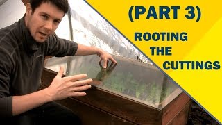 Propagate Plants Like a Pro Part 3  Rooting the Cuttings of English Laurel [upl. by Niuq]