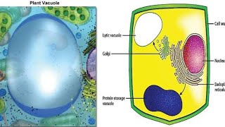 what is vacuole and part vacuoles [upl. by Ram]