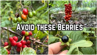 Poisonous Berries to Avoid [upl. by Fulbright]