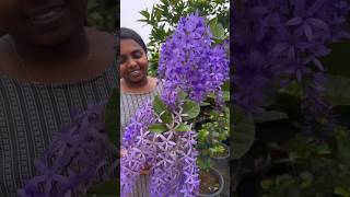 Most Beautiful PETREA 💜 Sandpaper Vine💜 Order through Website shortsfeed shorts [upl. by Yelac]