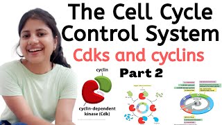 The Cell Cycle Control System  Part 2  CDK and Cyclin Cell Biology  Hindi  Megha Kucchal [upl. by Lewie]