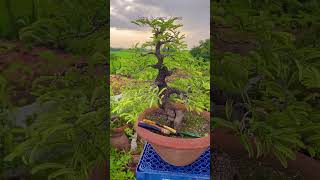 Tamarind tree  Bonsai  sani bonsai zone bonsaitree garden plants [upl. by Sabir]