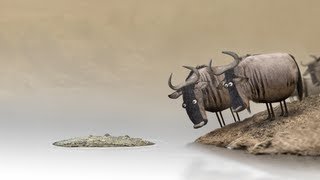 Wildebeest from Birdbox Studio [upl. by Eduam]