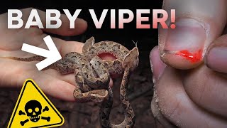 CUTEST BABY VIPERS EVER DEADLY MALAYAN PIT VIPERS [upl. by Marissa907]