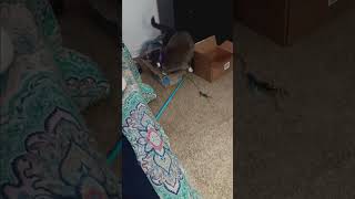 Mouses  Meeces  Micees  funnycatvids catfunny [upl. by Salis599]