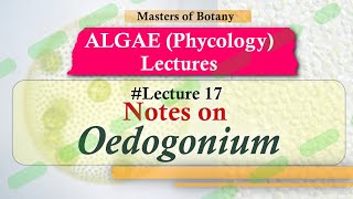 Lecture 17  Oedogonium Life Cycle Important Chlorophyceae  Algae Lecture Notes [upl. by Halac]