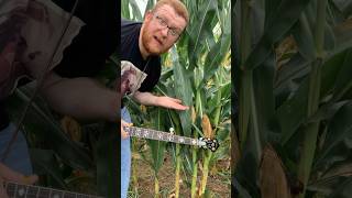 How to Shuck Corn with a Banjo [upl. by Anirdna]