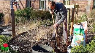 Plantation dun rosier en conteneur [upl. by Zasuwa]