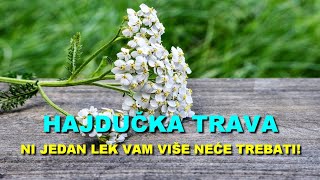 HAJDUČKA TRAVA  NI JEDAN LEK Vam VIŠE NEĆE TREBATI [upl. by Trudi]