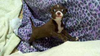 chihuahua  italian greyhound puppy crying [upl. by Notgnimer8]