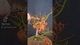 bonsai japanesemaple defoliation fallcolors silhouette bonsaitree bonsaistyling zen [upl. by Marge]