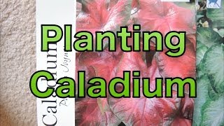 Planting Caladium Bulbs  Lets get a head start [upl. by Queston996]