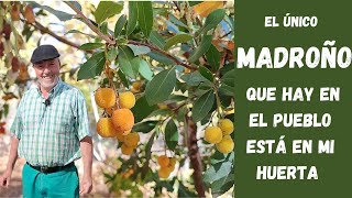 EL MADROÑO un árbol recomendado para tu jardín porque es muy resistente y de fácil mantenimiento [upl. by Cesare]