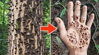 Top 10 Most Dangerous Trees in the World [upl. by Brower]