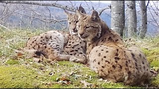 Lynx boréal  Une femelle et son petit dorment devant mon piège photographique [upl. by Mungovan811]