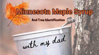 Minnesota Maple Syrup Trees and a Maple Syrup Taste Test [upl. by Saretta]