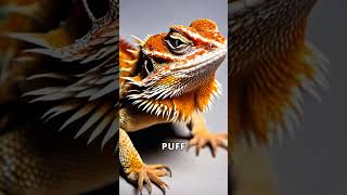 Exploring the Fascinating World of Bearded Dragons beardeddragon lizards reptiles [upl. by Siloa]