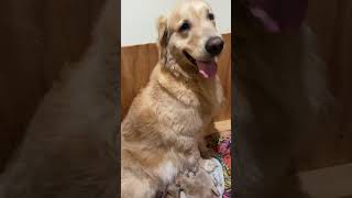 Golden Retriever gives birth to her puppies 🐾🥰 puppies dog whelping puppy goldenretriever [upl. by Portwin]