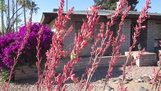 Coralred Yucca Hesperaloe parviflora [upl. by Alyag]