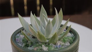 Dudleya brittonii [upl. by Dolly]